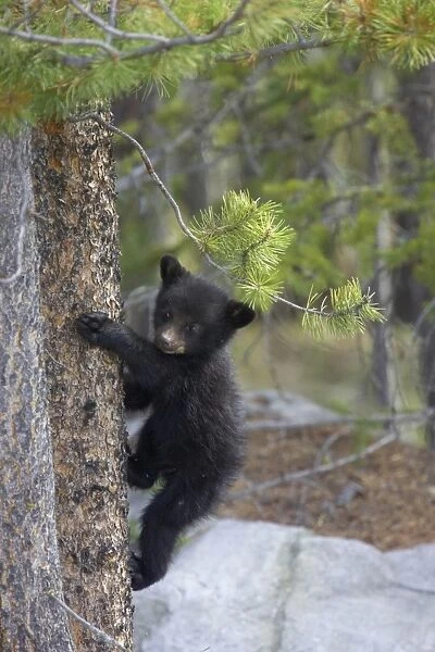 American Black Bear (Ursus americanus) cub, climbing tree trunk, Rocky Mountains, Alberta, Canada, june