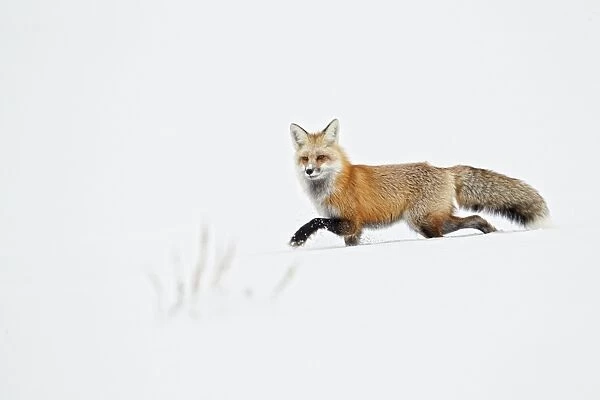 American Red Fox (Vulpes vulpes fulva) adult, walking on snow, Yellowstone N. P. Wyoming, U. S. A. february