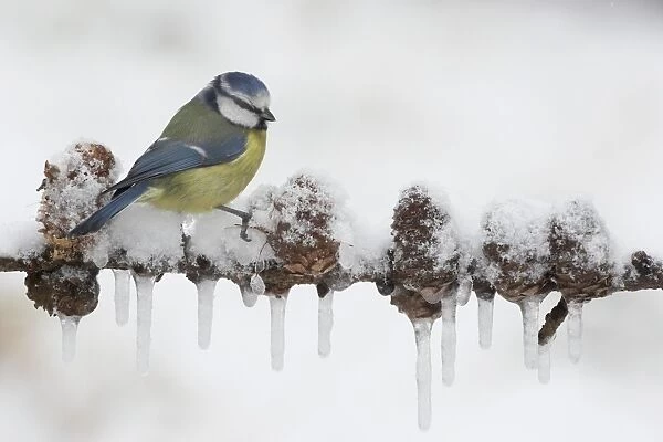 Blue Tit (Parus caeruleus) adult, perched on European Larch (Larix decidua) branch with snow and icicles, England, february