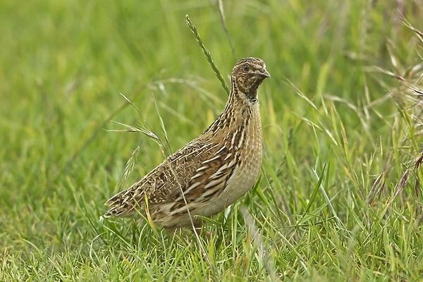 Common Quail (Coturnix coturnix) adult male, standing on set-a-side field in farmland, Warwickshire, England, june