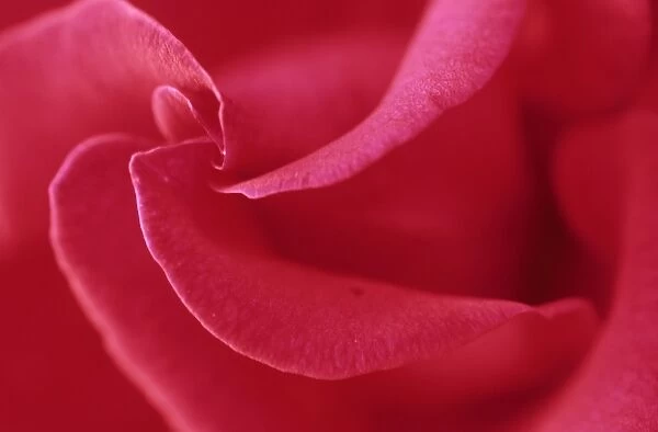 Cultivated Rose (Rosa sp. ) close-up of petals