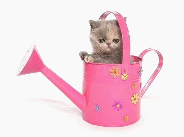 Domestic Cat, Exotic Shorthair, kitten, sitting in pink watering can