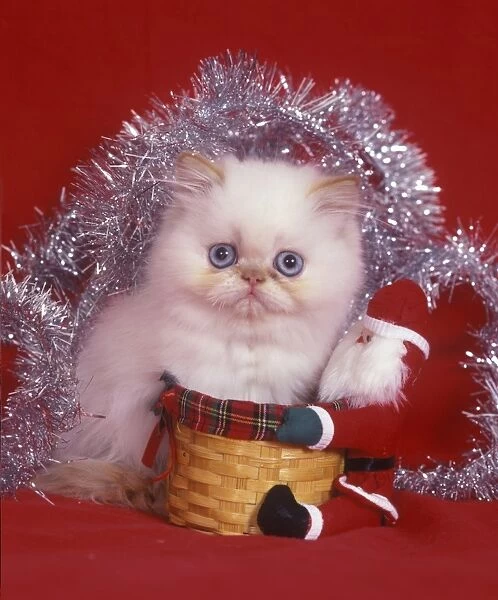 Domestic Cat, Persian, white kitten, christmas decorations