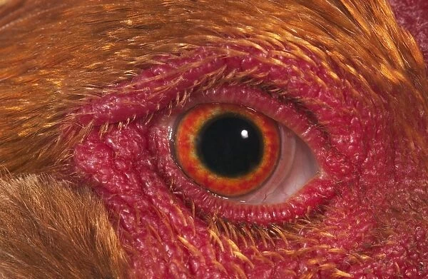 Domestic Chicken, Partridge Brahma, cockerel, close-up of eye