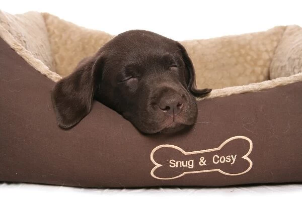 Domestic Dog, Chocolate Labrador Retriever, male puppy, sleeping in bed