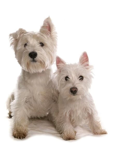Domestic Dog, West Highland Terrier, adult and puppy, sitting