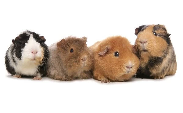 Domestic Guinea Pig (Cavia porcellus) four adults, standing