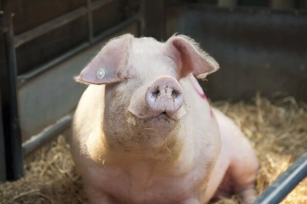 Domestic Pig, Welsh boar, Bramblebee Ted 91, sitting on straw bedding in pen at auction, Chelford Agricultural Centre