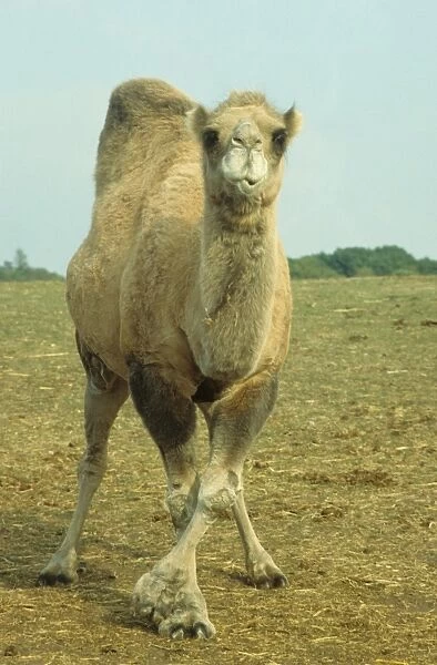 Dromedary Camel (Camelus dromedarius) close-up, standing, front legs crossed