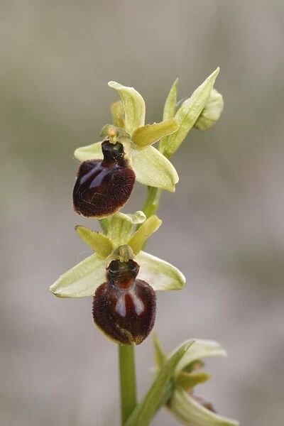 Early Spider Orchid (Ophrys sphegodes) flowering, Kent, England, May
