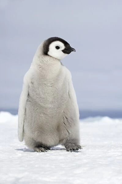 Emperor Penguin (Aptenodytes forsteri) chick, walking on sea ice, Snow Hill Island, Weddell Sea, Antarctica