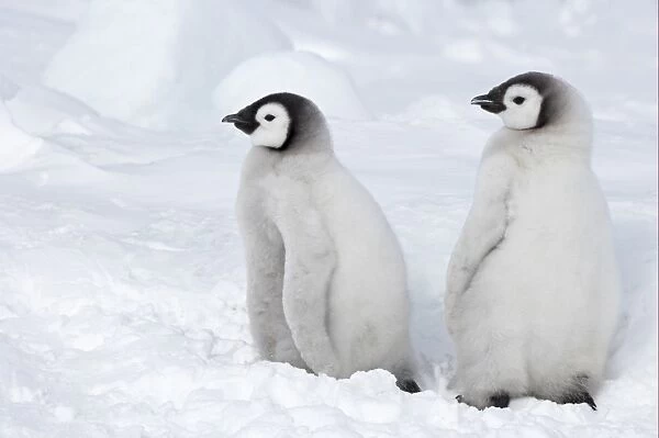 Emperor Penguin (Aptenodytes forsteri) two chicks, standing on ice, Snow Hill Island, Weddell Sea, Antarctica