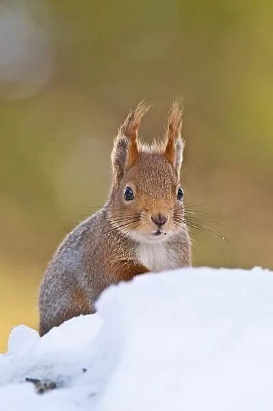 Eurasian Red Squirrel (Sciurus vulgaris) adult, foraging in snow, Norway, winter