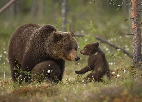 European Brown Bear (Ursus arctos arctos) adult female with young cub, playfighting, Finland, june