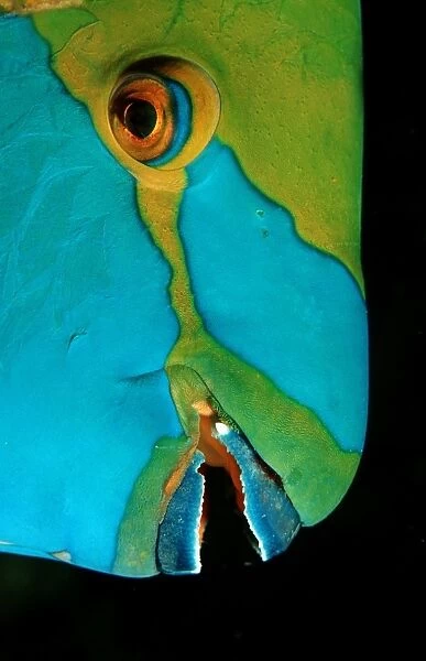 Greenthroat parrotfish