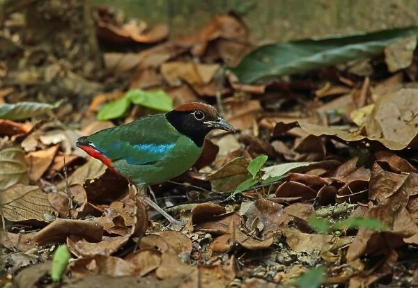 Hooded Pitta (Pitta sordida) adult, foraging on forest floor, Taman Negara N. P
