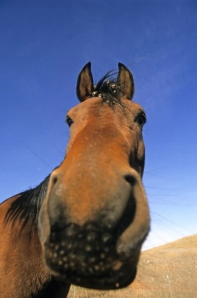Horse, close-up of head, U. S. A