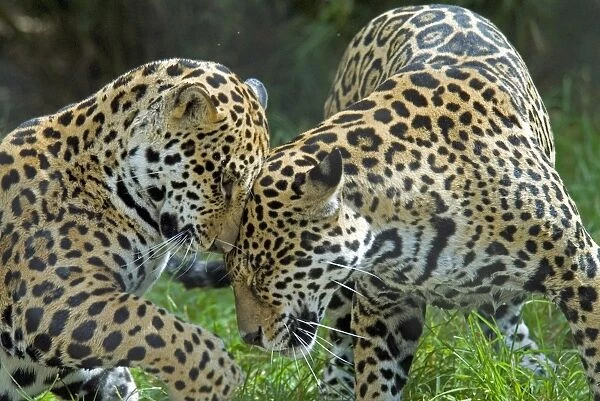Jaguar (Panthera onca) two playing, head rubbing