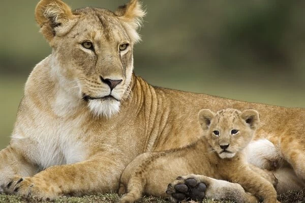 Lion (Panthera leo) adult female with young cub, resting, Serengeti N. P. Tanzania