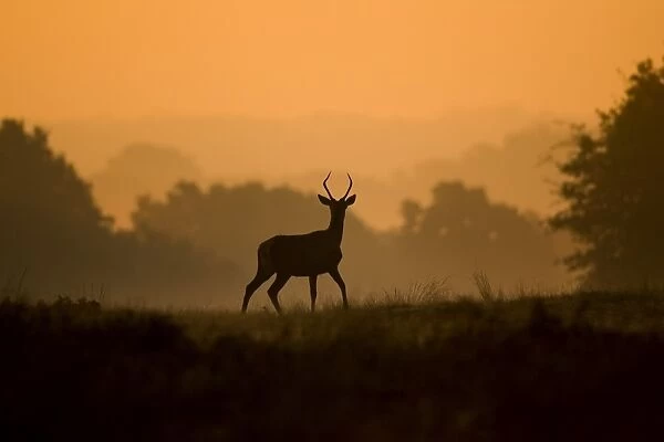 Red Deer (Cervus elaphus) pricket juvenile stag, listening to roaring stags