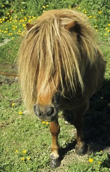 Shetland Pony, adult, close-up of head, England