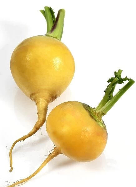 Turnip (Brassica rapa var. rapa) Golden Ball, bulbous taproots