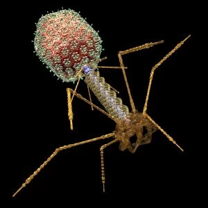 Bacteriophage T4, artwork C016 / 8968