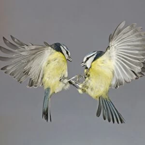 Blue Tit (Parus caeruleus) two adults, in flight, fighting in mid-air, Suffolk, England, December