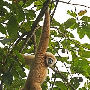 Common Gibbon (Hylobates lar) adult, hanging from branch, Kaeng Krachan N. P. Thailand, november