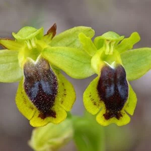 Corsican Orchid (Ophrys corsica) close-up of flowers, Bonifacio Gulf, Corsica, France, April