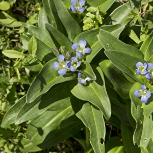 Cross Gentian (Gentiana cruciata) flowering, with Mountain Alcon Blue Butterfly (Maculinea rebeli) eggs on leaves