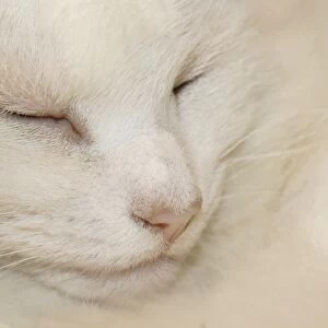 Domestic Cat, white adult female, sleeping, close-up of head, Suffolk, England, august