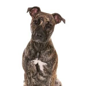 Domestic Dog, Staffordshire Bull Terrier cross, adult, sitting