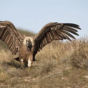 Eurasian Griffon Vulture (Gyps fulvus) adult, with wings spread, Pyrenees, Catalonia, Spain, november