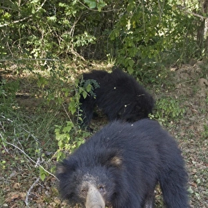 female sloth bear with cub - Yala National Park Sri Lanka