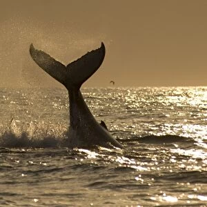 Humpback Whale (Megaptera novaeangliae) adult, splashing with raised tail flukes at surface of sea, at sunrise