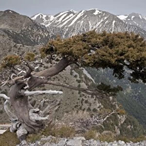 Italian Cypress (Cupressus sempervirens forma horizontalis) native ancient tree, habit, growing in mountain habitat