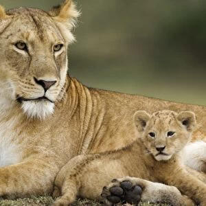 Lion (Panthera leo) adult female with young cub, resting, Serengeti N. P. Tanzania