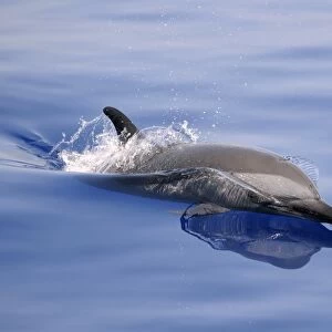 Pantropical Spotted Dolphin (Stenella attenuata) adult, surfacing from water, Maldives, march