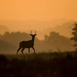 Red Deer (Cervus elaphus) pricket juvenile stag, listening to roaring stags