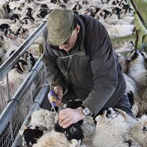 Sheep farming, farmer dosing away wintered Swaledale hoggs with vitamins, England, January