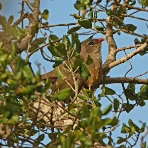 Sirkeer Malkoha (Phaenicophaeus leschenaultii) adult, perched in tree, Bundala N. P. Sri Lanka, december