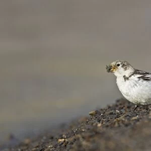 Snow Bunting (Plectrophenax nivalis) adult female, summer plumage, collecting nesting material, Spitzbergen, Svalbard, july