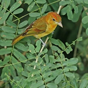 Summer Tanager (Piranga rubra) immature male, moulting into adult plumage, perched on twig, Canopy Tower, Panama