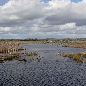 View of flooded floodplain grassland and wetland habitat, Greylake RSPB Reserve, Somerset Levels, Somerset, England