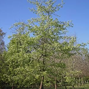 Wild Pear (Pyrus pyraster) habit, growing in woodland, Vicarage Plantation, Mendlesham, Suffolk, England, April