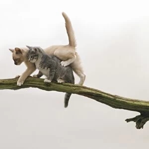 Chocolate Burmese and grey and white tabby kittens climbing on branch