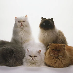Group of five different coloured Persian Cats (Felis catus), three lying down at front, two seated behind, front view