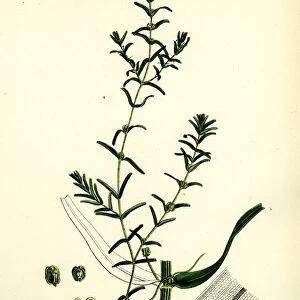 Callitriche autumnalis; Autumnal Water Starwort