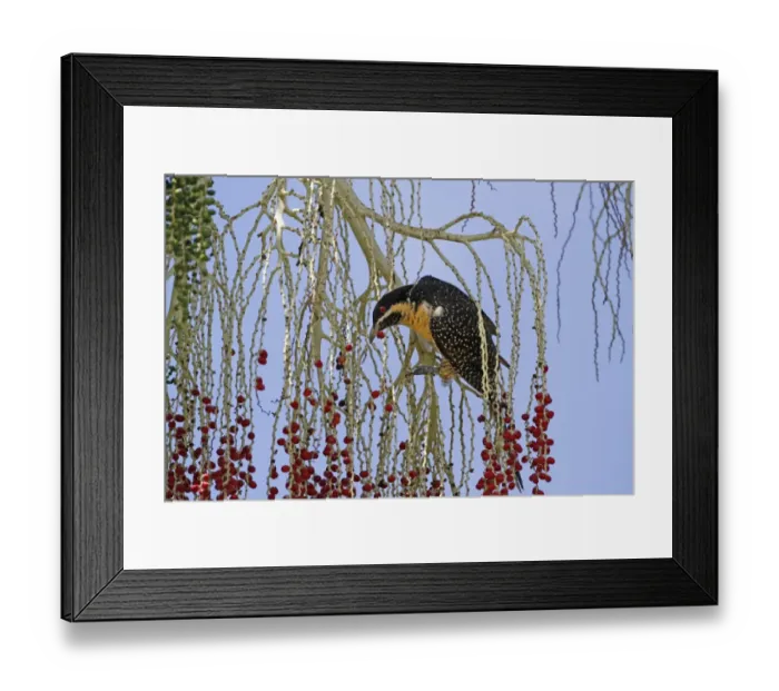 Framed Print : Australian Koel (Eudynamys cyanocephala) adult female, feeding on fruit in palm tree, Daintree N. P